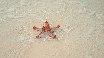 Star Fish on Shore, Stock Video, Close Up, Shot HD wallpaper
