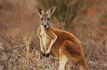 Versace bans use, Kangaroo skin, Pressure lav HD wallpaper