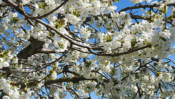 Apple tree flowers blossoming, Close-up view, Stock video, Nature's marvel HD wallpaper