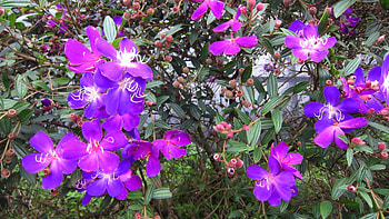 Purple flower, beautiful, pretty, Purple, flower HD wallpaper