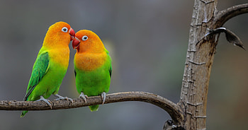 Flock of Fischer's lovebirds, Water, Bathing, Playful HD wallpaper