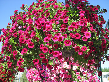 Flowers on a walking day 26, basket, pink, graphy, red, Flowers, petunias HD wallpaper