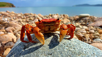 Crab collection, Beautiful crab , Diverse backgrounds, versatility HD wallpaper