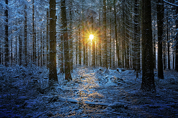 Morning-Forest, sky, Nature, Forest, Morning HD wallpaper