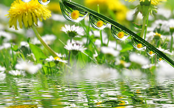 Plants, Flowers, Drops HD wallpaper