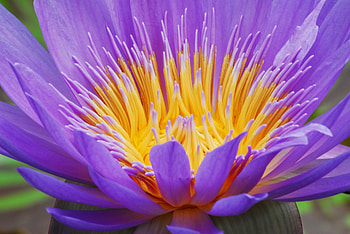 Petals, pollen, close up, water lily HD wallpaper