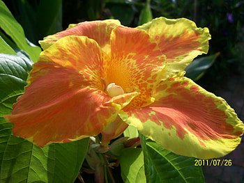 orange zest, nature, orange, beauty, flower HD wallpaper