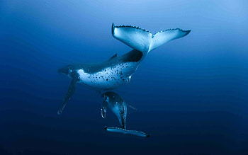 Ocean whale , Marine mammal, Ocean life, Whale graphy HD wallpaper