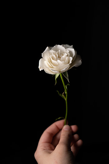 Flowers, Flower, Hand, Rose Flower, Rose, Petals, Stem, Stalk HD phone wallpaper