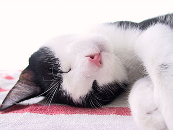 Animals, Cats HD wallpaper