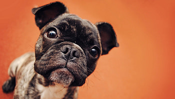 Bulldog Puppy, bulldog, animals, puppy HD wallpaper
