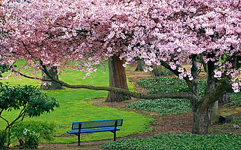 Landscape, Trees HD wallpaper
