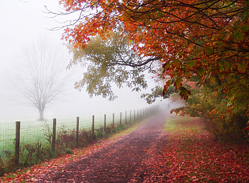 Autumn, trees, beautiful, nature, forest HD wallpaper