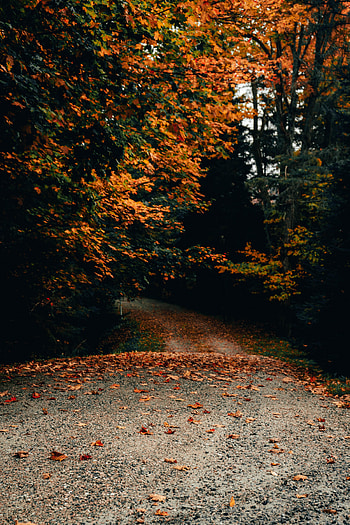 Nature, Trees, Autumn, Road, Fallen Leaves HD phone wallpaper