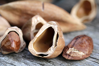 Pili nut products, Nut lover's paradise, Gourmet selections, Exquisite flavors HD wallpaper