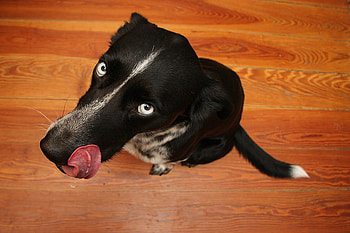 I Didn't Do It!, dogs, graphy, animals, psy gora HD wallpaper
