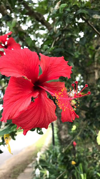 Dreamy flower like Fiji, Beautiful plants, Flowers in Fiji, Nature's charm HD phone wallpaper