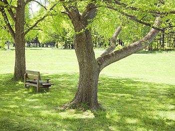 Bench under the tree, bench, tree HD wallpaper