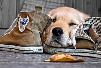 *** Dog ***, dog, animal, dogs, animals HD wallpaper