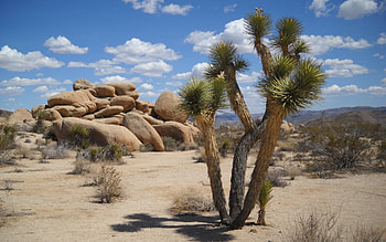 Joshua Tree National Park, Pristine nature, , Tranquil background HD wallpaper