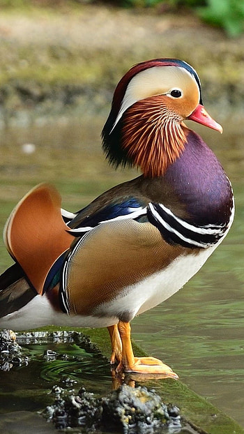 Mandarin Duck, Aix Galericulata HD phone wallpaper