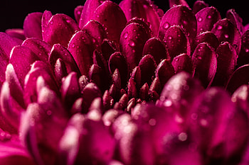 Close up, dahlia, flower, bloom, drops HD wallpaper