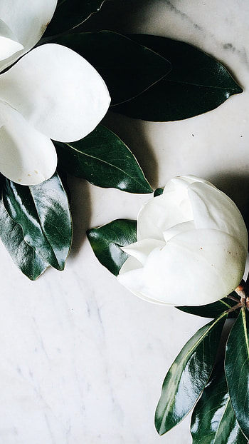 White Flowers, Beautiful White Flowers HD phone wallpaper