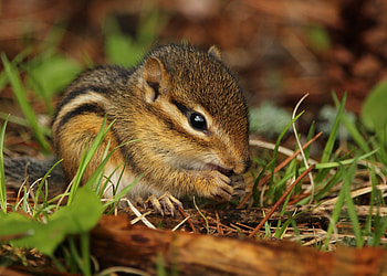 Chipmunk, Leafy delight, Close-up view HD wallpaper