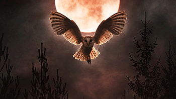 Barn Owl Moon Night, barn-owl, owl, birds, moon, night, artist, artwork, digital-art HD wallpaper