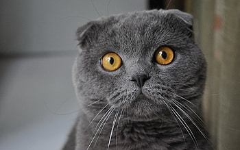 Animals, Cats HD wallpaper