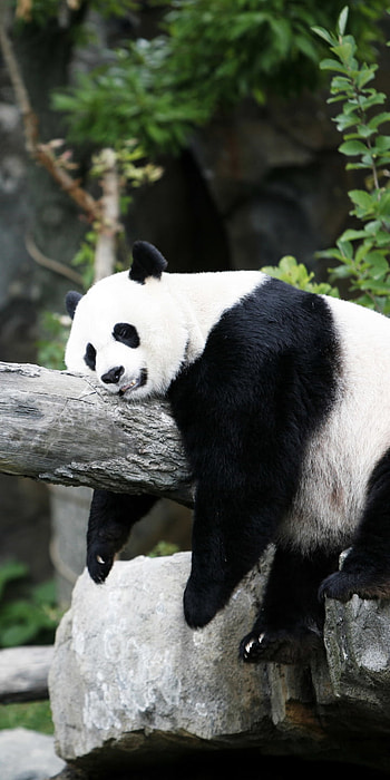 Sleeping Panda, sleeping, Animal, panda HD phone wallpaper