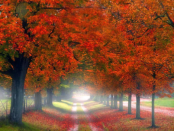 Red Trees, , red, trees, colors, autumn, beautiful HD wallpaper