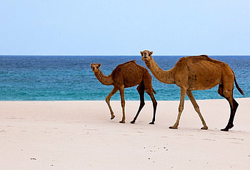 Socotra Island Beach, Yemen, Animals, Camels, Yemen, Arabian Sea, Nature, Indian Ocean, Socotra Island, Beaches HD wallpaper