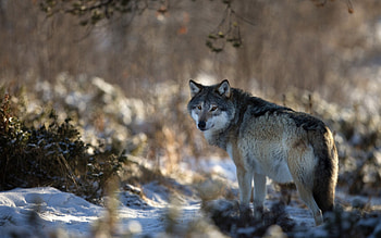 Winter Animal : Animals - Timmatic.com HD wallpaper