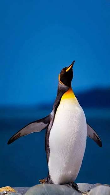 Enjoy placess, Penguin paradise, Exotic destination, Travel inspiration HD phone wallpaper