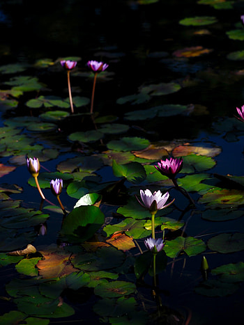Plants, Flowers, Water, Water Lilies HD phone wallpaper