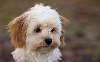 Bolognese Dog, Dog HD wallpaper