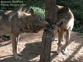 Tree Eaters, wolves, animals, red wolf, wolves eating trees, grey wolf, tree HD wallpaper
