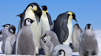 Penguin, Screensaver delight, Nature's beauty, Digital serenity HD wallpaper