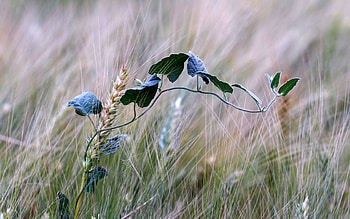 Bindweed, Macro, Field, Ears, Spikes HD wallpaper