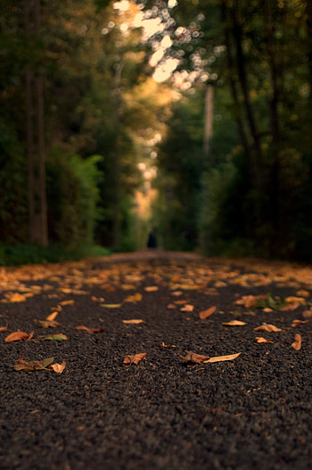 graphy Blur Road Nature Background HD phone wallpaper