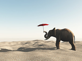 Fency elephant, animal, umbrella, funny, elephant HD wallpaper