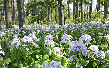 Flowers in Park, Latvia, nature, flowers, park HD wallpaper