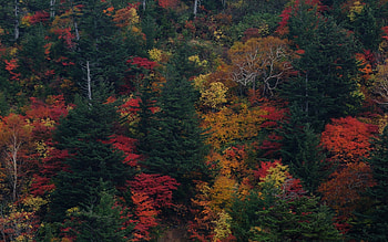 Nature, Trees, Autumn, Leaves, View From Above HD wallpaper