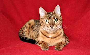 Cat, cats, kitties HD wallpaper