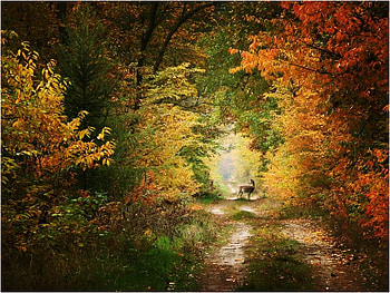 Hideaway, autmn, deer, light, green, trees, orange, gold, forest HD wallpaper