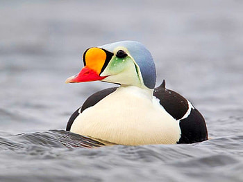 Beautiful Duck, cool, duck, beautiful HD wallpaper