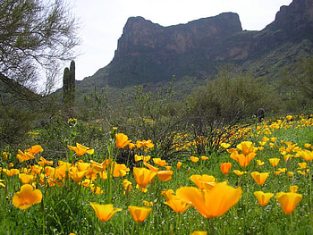 Picacho Peak State Park, Arizona, arizona, mountain, park, state, poppy, field, nature, flowers, sky, peak, picacho HD wallpaper