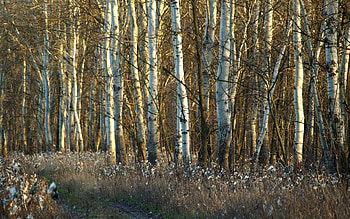 Nature, Grass, Dandelions, Birches, Withered, It's A Sly, Trunks HD wallpaper