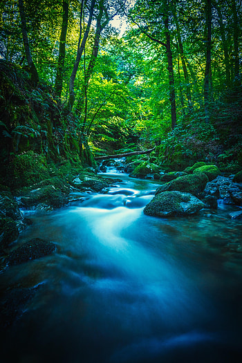 Nature, Rivers, Trees, Stones, Forest, Branches, Moss HD phone wallpaper